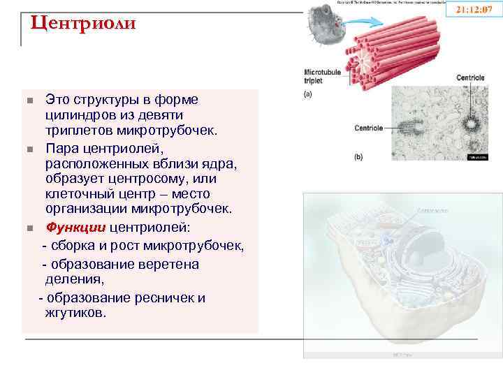 Синтез белков микротрубочек