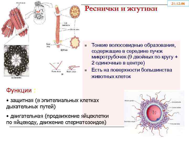 Образуют реснички и жгутики