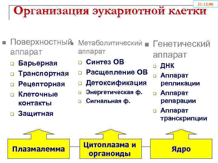 Организация эукариотной клетки n Поверхностный Метаболитический n Генетический n аппарат q q q Барьерная
