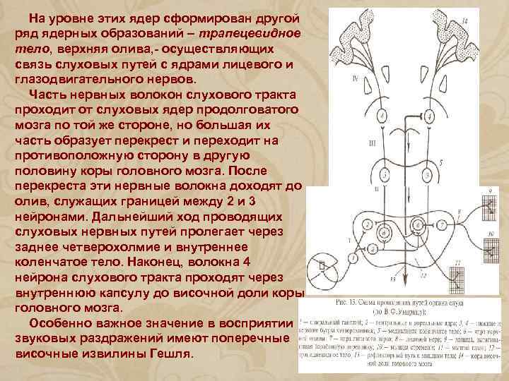 На уровне этих ядер сформирован другой ряд ядерных образований – трапецевидное тело, верхняя олива,