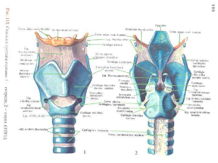 Состав гортани входит. Гортань кт анатомия гортани. Щитовидный и перстневидный хрящ. Щитовидный хрящ анатомия. Косая линия щитовидного хряща гортани.