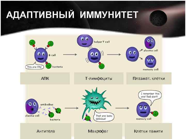 АДАПТИВНЫЙ ИММУНИТЕТ АПК Т-лимфоциты Плазмат. клетки Антитела Макрофаг Клетки памяти 