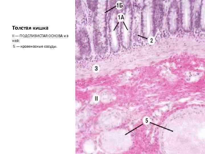 Толстая кишка II — ПОДСЛИЗИСТАЯ ОСНОВА и в ней: 5 — кровеносные сосуды. 