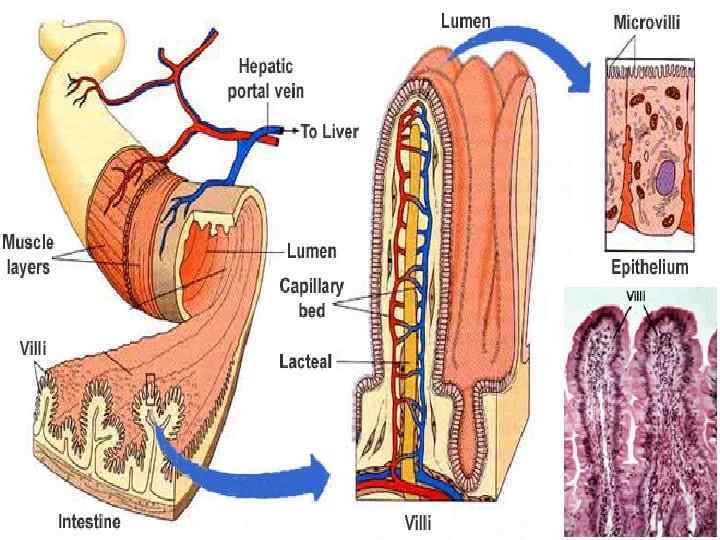 Куда оттекает. Ворсинки тонкого кишечника. Кровь от тонкого кишечника оттекает в Вену. Тонкий кишечник гладкая мускулатура. В лимфатический сосуд кишечной ворсинки поступают.