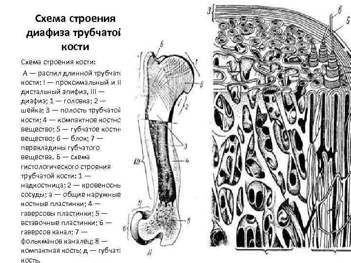 Трубчатая кость рисунок