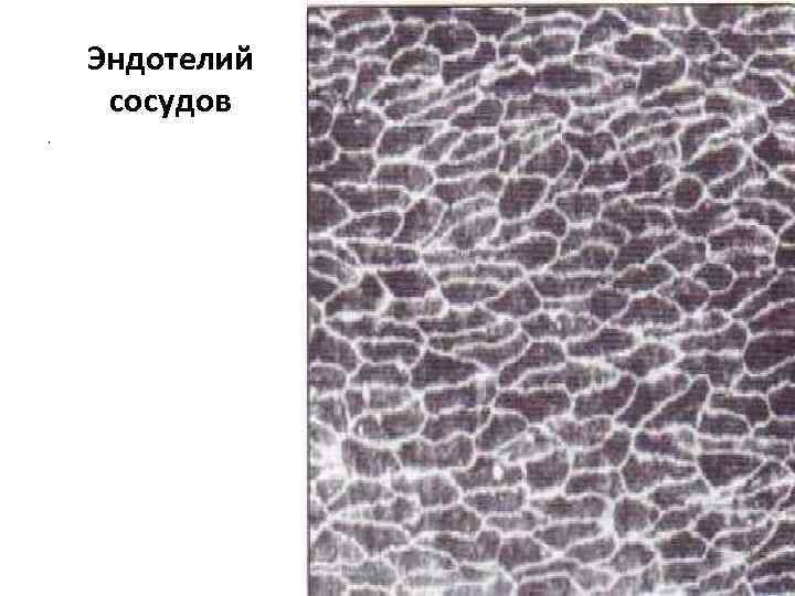 Эндотелий сосудов. 