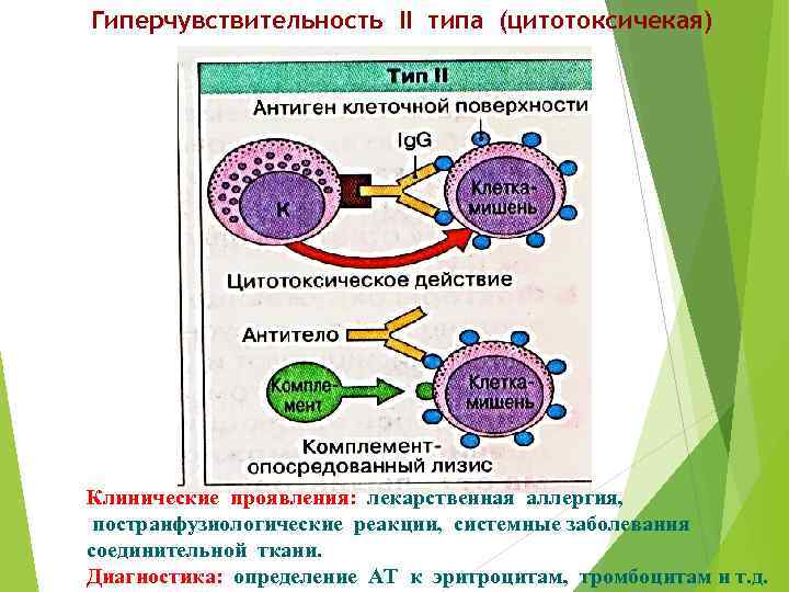 Гиперчувствительность II типа (цитотоксичекая) Клинические проявления: лекарственная аллергия, постранфузиологические реакции, системные заболевания соединительной ткани.