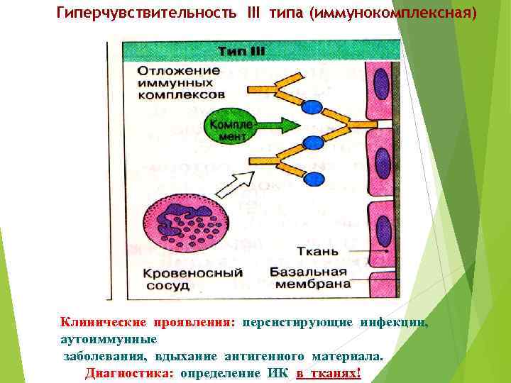 Гиперчувствительность III типа (иммунокомплексная) Клинические проявления: персистирующие инфекции, аутоиммунные заболевания, вдыхание антигенного материала. Диагностика: