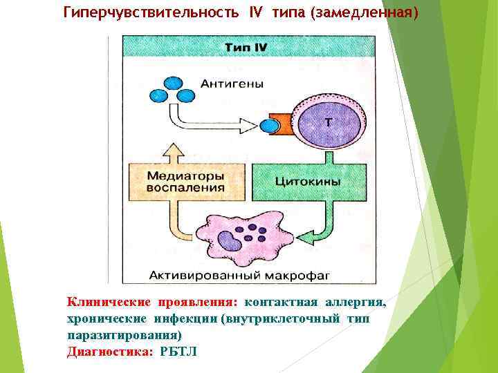 Гиперчувствительность IV типа (замедленная) Клинические проявления: контактная аллергия, хронические инфекции (внутриклеточный тип паразитирования) Диагностика: