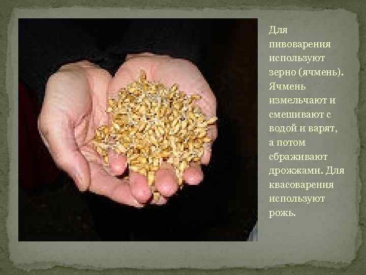 Для пивоварения используют зерно (ячмень). Ячмень измельчают и смешивают с водой и варят, а