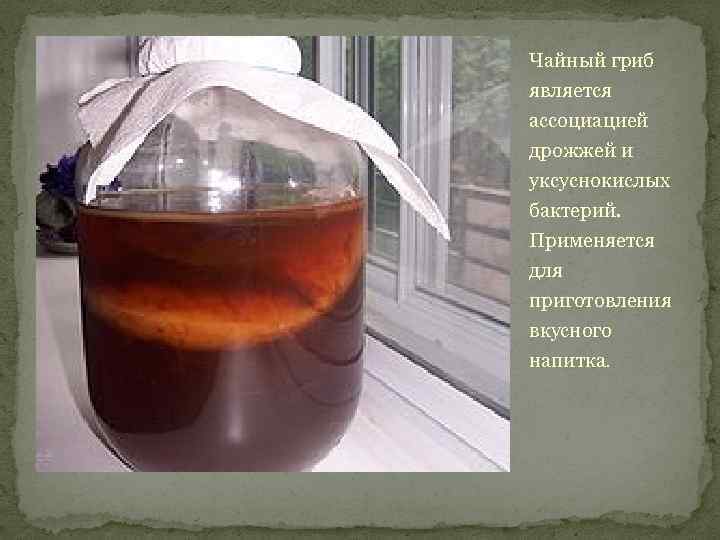 Чайный гриб является ассоциацией дрожжей и уксуснокислых бактерий. Применяется для приготовления вкусного напитка. 