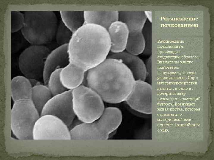 Размножение почкованием происходит следующим образом. Вначале на клетке появляется выпуклость, которая увеличивается. Ядро материнской