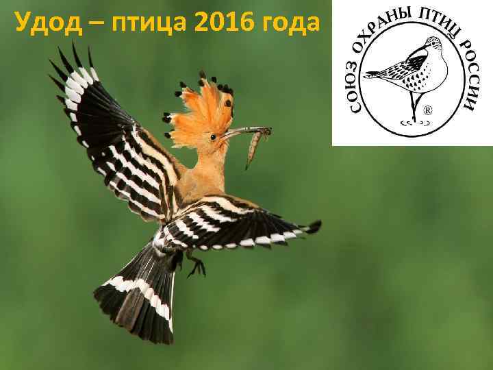 Удод – птица 2016 года 
