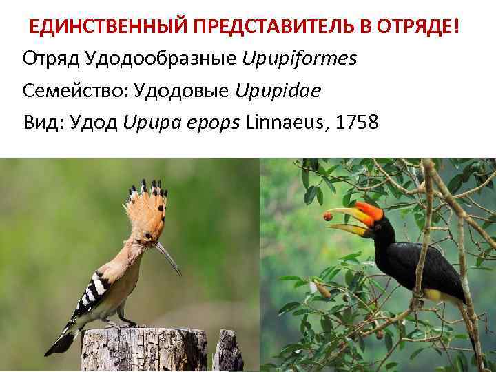 ЕДИНСТВЕННЫЙ ПРЕДСТАВИТЕЛЬ В ОТРЯДЕ! Отряд Удодообразные Upupiformes Семейство: Удодовые Upupidae Вид: Удод Upupa epops