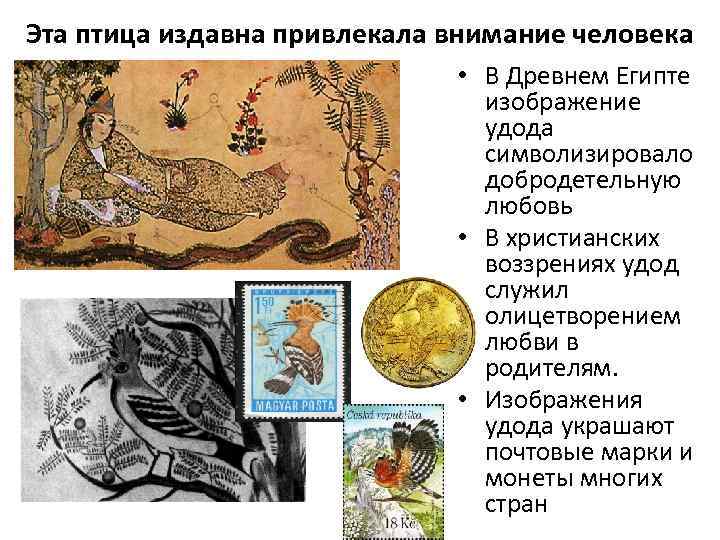 Эта птица издавна привлекала внимание человека • В Древнем Египте изображение удода символизировало добродетельную