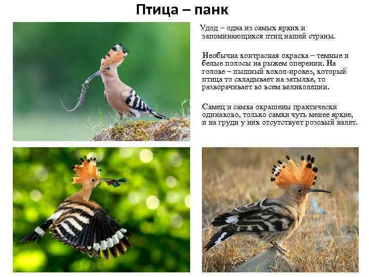 Птица – панк Удод – одна из самых ярких и запоминающихся птиц нашей страны.