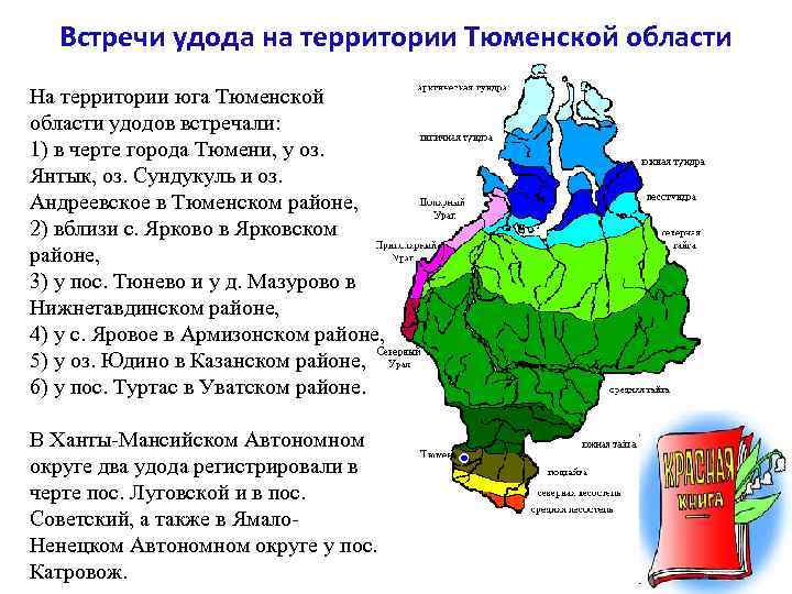Встречи удода на территории Тюменской области На территории юга Тюменской области удодов встречали: 1)