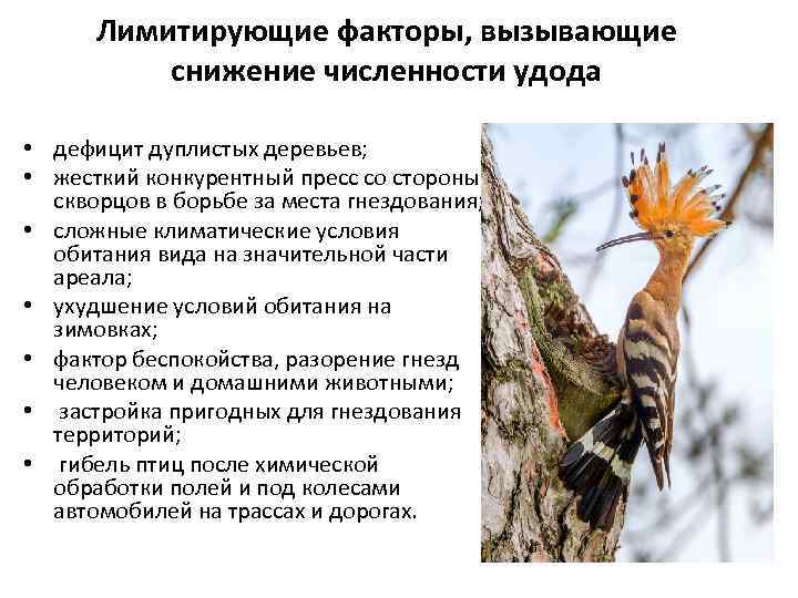 Лимитирующие факторы, вызывающие снижение численности удода • дефицит дуплистых деревьев; • жесткий конкурентный пресс