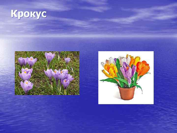 Крокус 