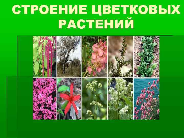 СТРОЕНИЕ ЦВЕТКОВЫХ РАСТЕНИЙ 