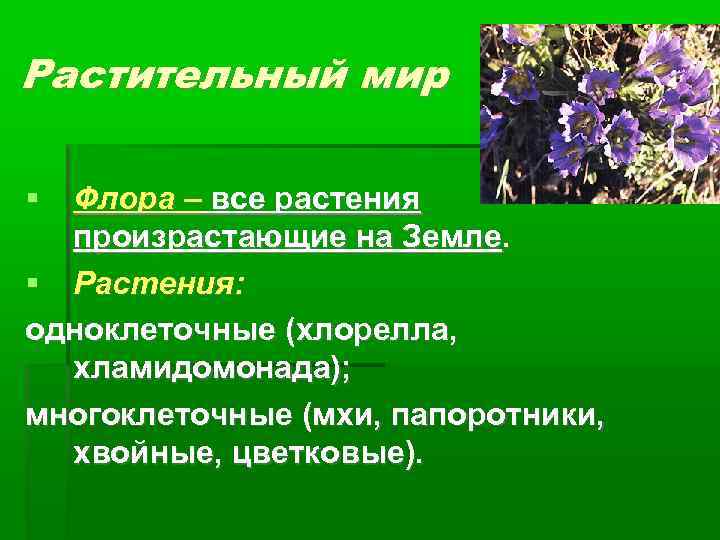 Растительный мир Флора – все растения произрастающие на Земле. Растения: одноклеточные (хлорелла, хламидомонада); многоклеточные