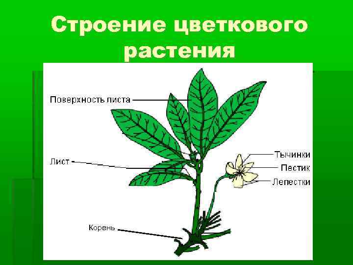 Строение цветкового растения Корень 