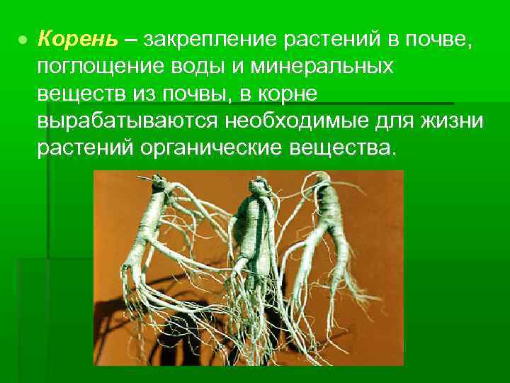  Корень – закрепление растений в почве, поглощение воды и минеральных веществ из почвы,