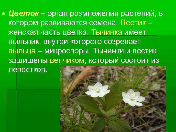  Цветок – орган размножения растений, в котором развиваются семена. Пестик – женская часть