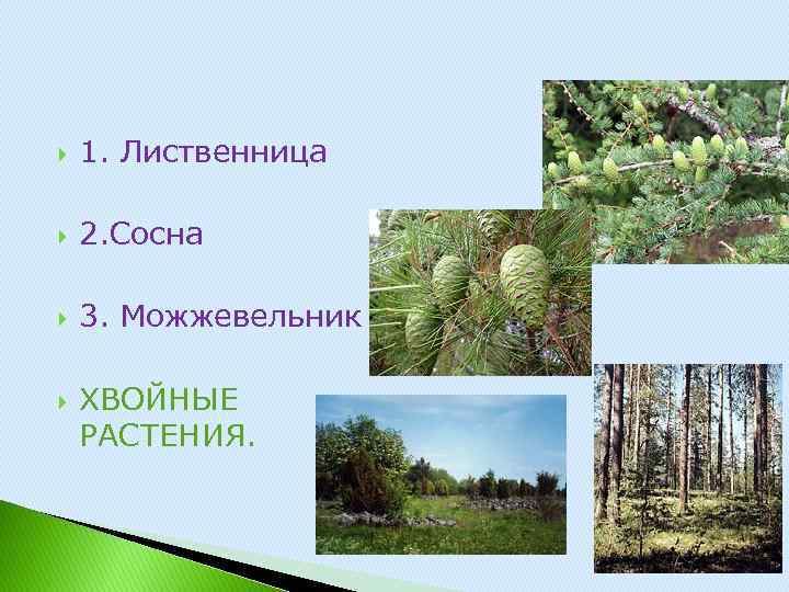  1. Лиственница 2. Сосна 3. Можжевельник ХВОЙНЫЕ РАСТЕНИЯ. 