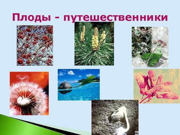 Плоды - путешественники 