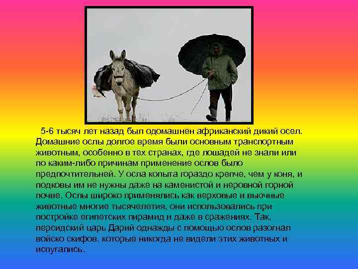  5 -6 тысяч лет назад был одомашнен африканский дикий осел. Домашние ослы долгое