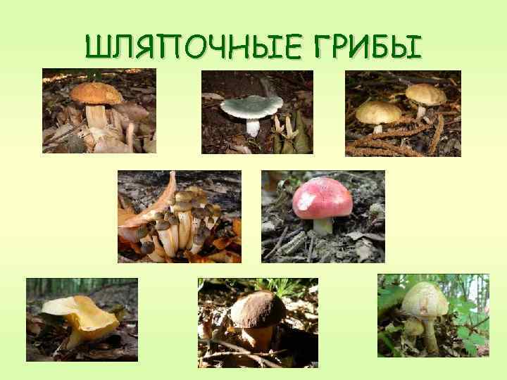 ШЛЯПОЧНЫЕ ГРИБЫ 