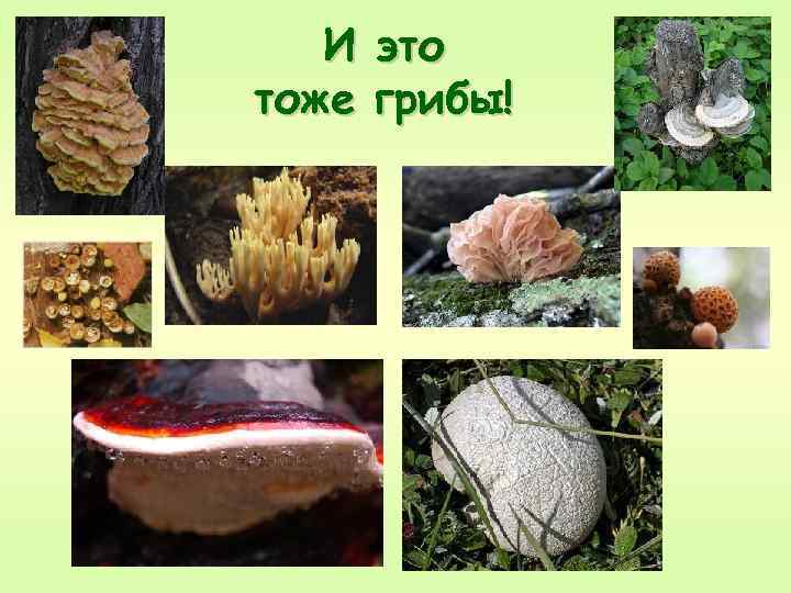 И тоже это грибы! 