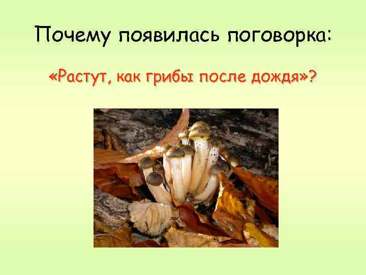 Почему появилась поговорка: «Растут, как грибы после дождя» ? 