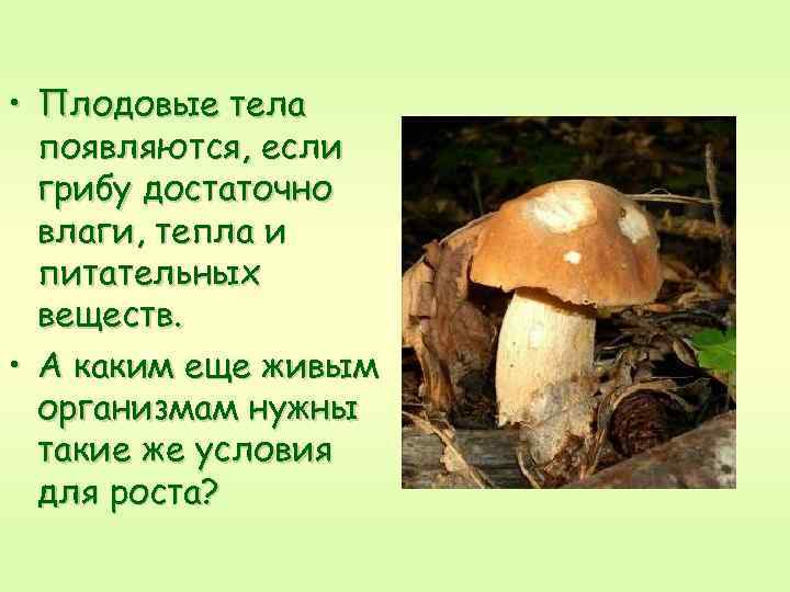  • Плодовые тела появляются, если грибу достаточно влаги, тепла и питательных веществ. •