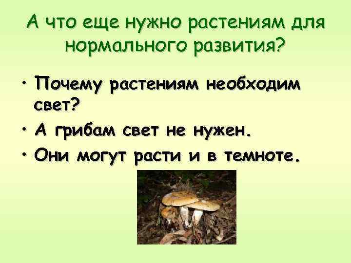 А что еще нужно растениям для нормального развития? • Почему растениям необходим свет? •