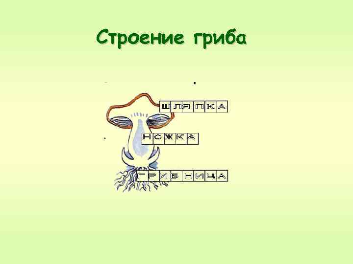 Строение гриба 