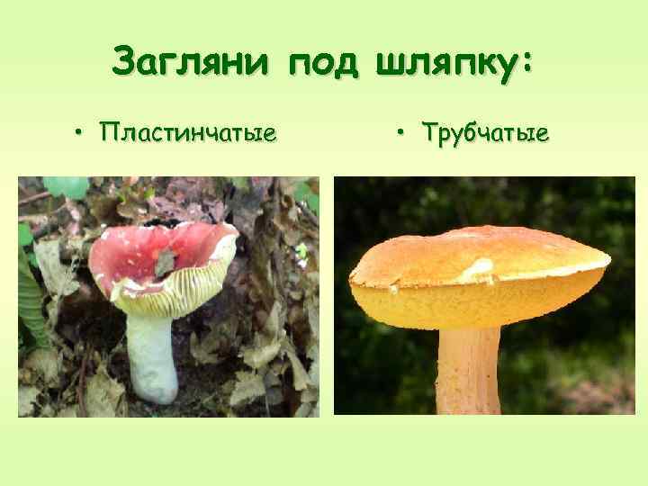 Загляни под шляпку: • Пластинчатые • Трубчатые 