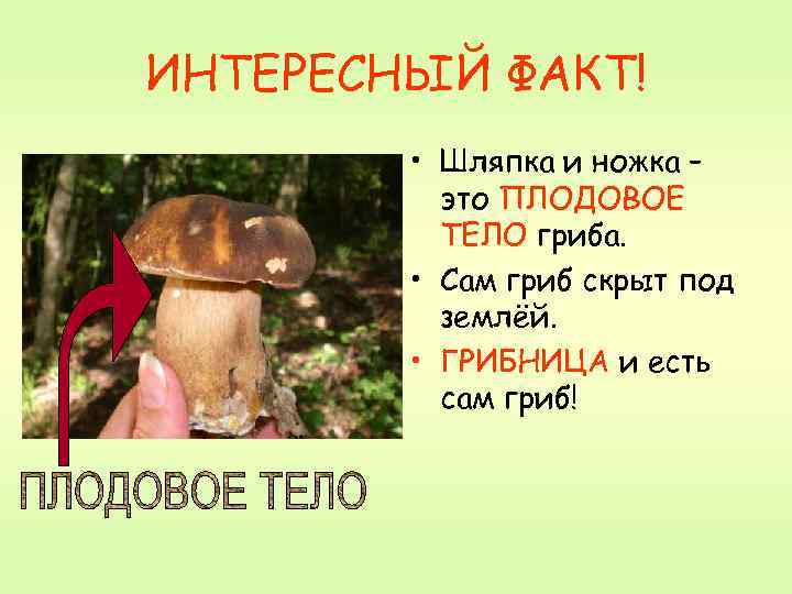 ИНТЕРЕСНЫЙ ФАКТ! • Шляпка и ножка – это ПЛОДОВОЕ ТЕЛО гриба. • Сам гриб
