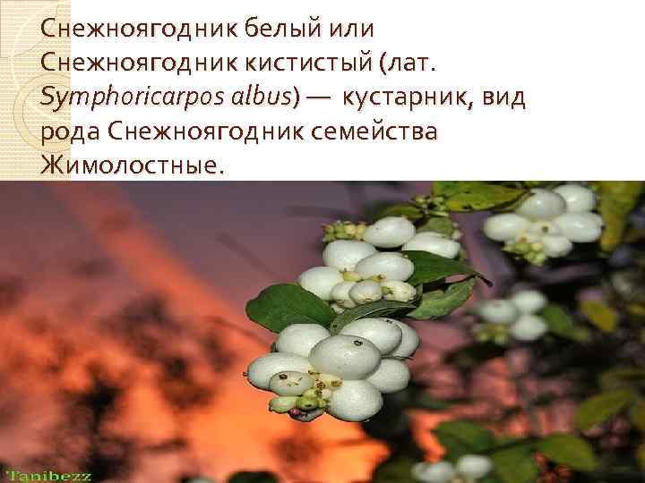 Снежноягодник белый или Снежноягодник кистистый (лат. Symphoricarpos albus) — кустарник, вид рода Снежноягодник семейства