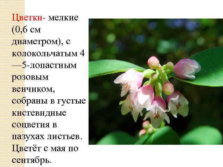 Цветки- мелкие (0, 6 см диаметром), с колокольчатым 4 — 5 -лопастным розовым венчиком,