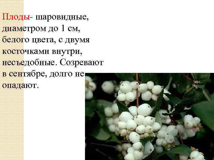 Плоды- шаровидные, диаметром до 1 см, белого цвета, с двумя косточками внутри, несъедобные. Созревают