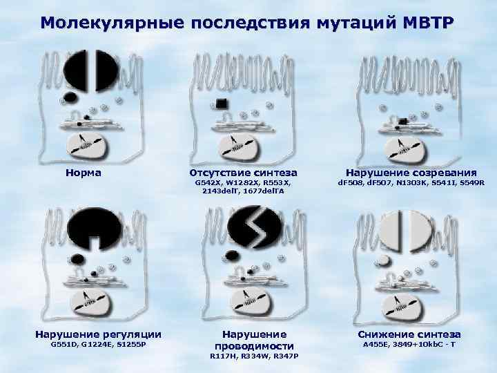 Молекулярные последствия мутаций МВТР Норма Нарушение регуляции G 551 D, G 1224 E, S