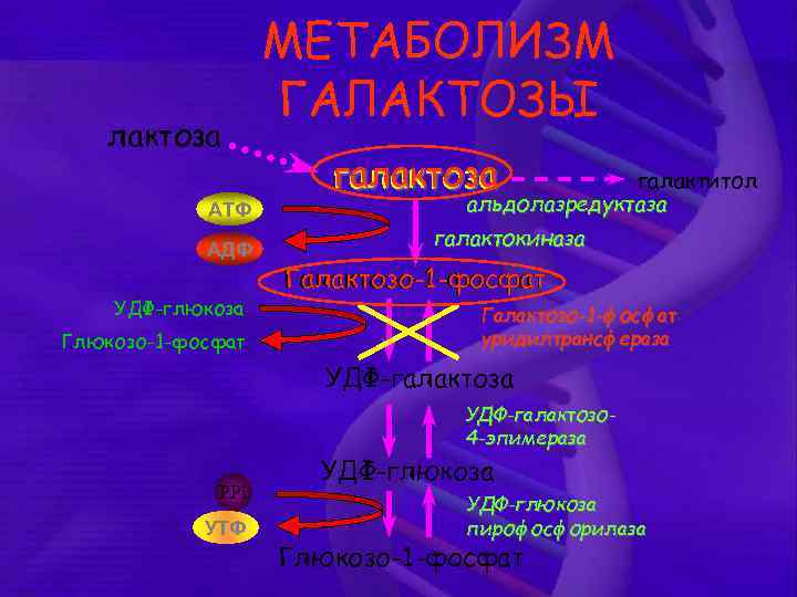 лактоза АТФ АДФ УДФ-глюкоза Глюкозо-1 -фосфат МЕТАБОЛИЗМ ГАЛАКТОЗЫ галактоза галактитол альдолазредуктаза галактокиназа Галактозо-1 -фосфат