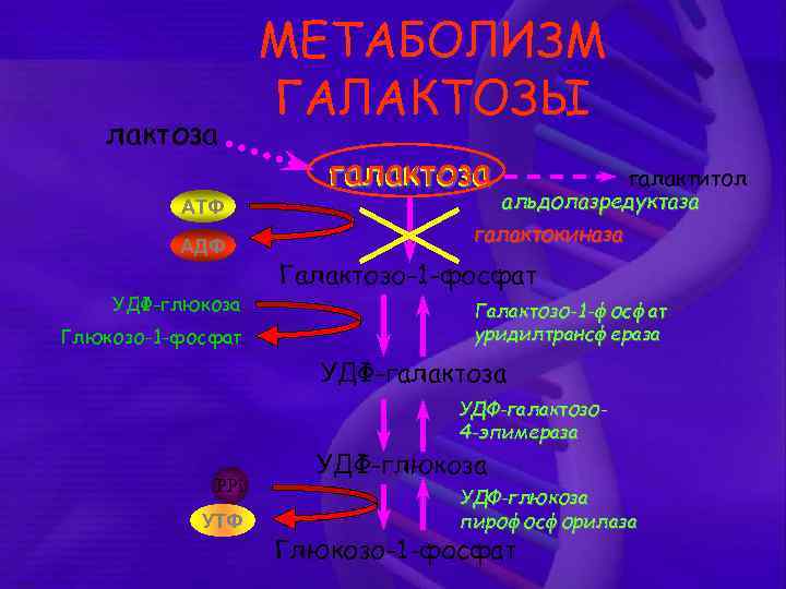 лактоза АТФ АДФ УДФ-глюкоза Глюкозо-1 -фосфат МЕТАБОЛИЗМ ГАЛАКТОЗЫ галактоза галактитол альдолазредуктаза галактокиназа Галактозо-1 -фосфат