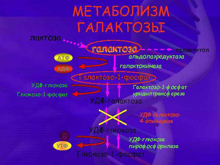 лактоза АТФ АДФ УДФ-глюкоза Глюкозо-1 -фосфат РРi УТФ МЕТАБОЛИЗМ ГАЛАКТОЗЫ галактоза галактитол альдолазредуктаза галактокиназа