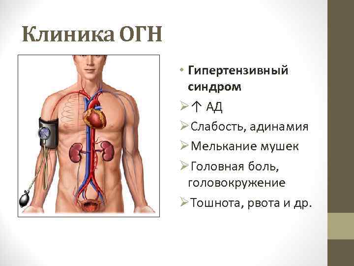 Клиника ОГН • Гипертензивный синдром Ø↑ АД ØСлабость, адинамия ØМелькание мушек ØГоловная боль, головокружение