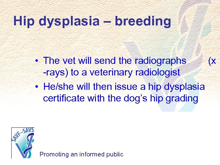 Hip dysplasia – breeding • The vet will send the radiographs (x -rays) to