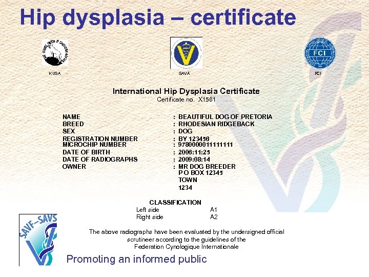 Hip dysplasia – certificate KUSA SAVA FCI International Hip Dysplasia Certificate no. X 1561