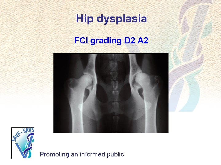 Hip dysplasia FCI grading D 2 A 2 Promoting an informed public 